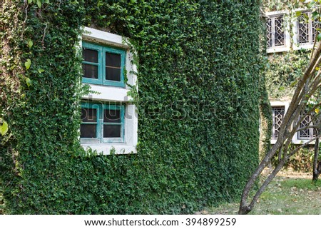 window building over by the creeping plant 