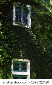 Window covered with green ivy in nature.