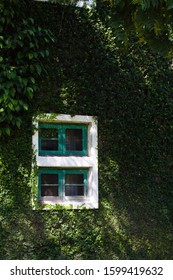 Window covered with green ivy in nature. - Shutterstock ID 1599419632