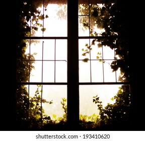 Window Covered With Ivy