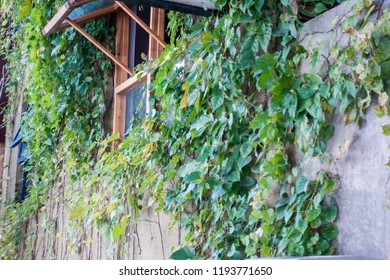 Window and creeper