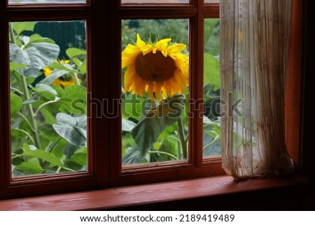A window with a curtain in a wooden rustic house with a view of a large beautiful sunflower flower behind the glass in the garden