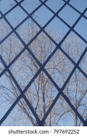 A window with a diamond-shaped lattice. Branches of trees outside the window.