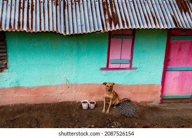 Window Door And Dog Small House