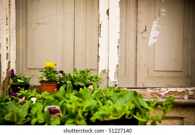 window and flower