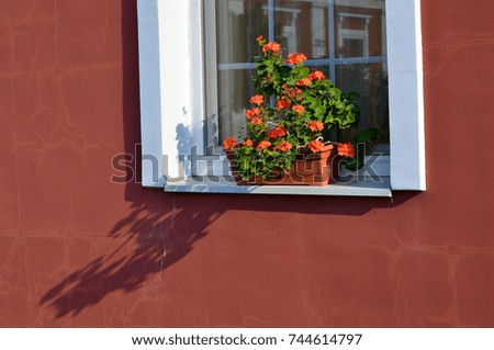 Window with flowers and shadow on red wall
