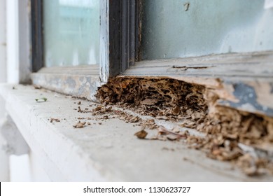 Window frame had been damaged by termites, Selective focus at termite nest.