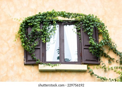 Window With Ivy Wall