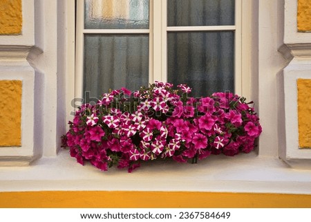 Similar – UT Only floating is more beautiful I Cozy flower window