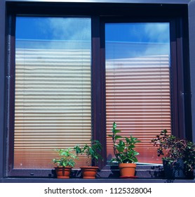 window with plants