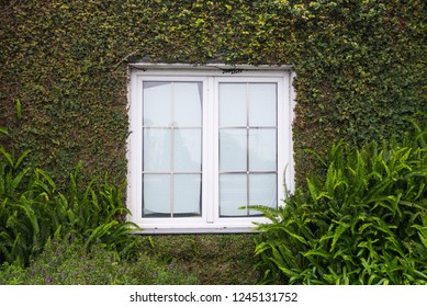 window with  plants.