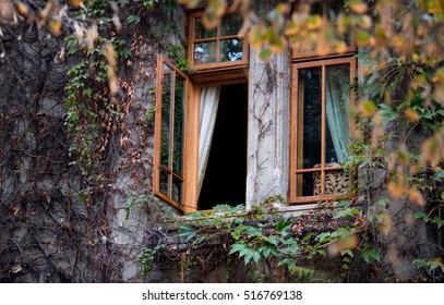 window with plants