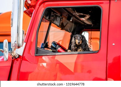 In The Window Of A Professional Semi Truck A Handsome Venerable Martial Spotted Cocker Spaniel Dog Peeks Out - A Real Helper, Friend And Protector On The Road During The Voyages