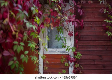Window with red grape