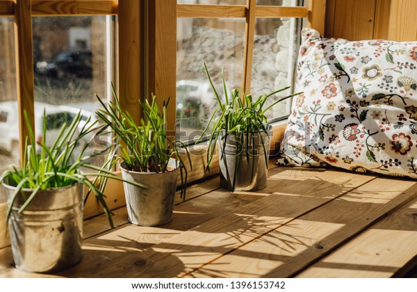 Window Sill Pillow for Rest with Grass Plant Pot.\
Home Rest Space on Kitchen Windowsill Interior with Sunlight.\
Spring Bucket Flowerpot Grow at Daylight on Bright Wooden Apartment\
Balcony