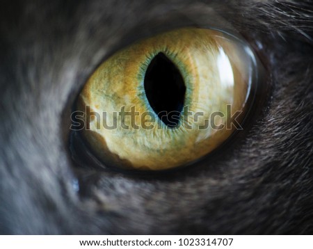 Similar – Image, Stock Photo Cat Style Expression