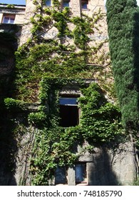 Window of a tower braided with a vine