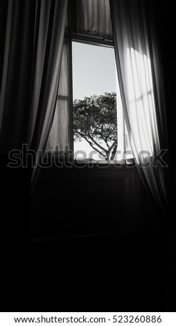 Window view, open window with curtains, tree outside, sunny day, black and white photography