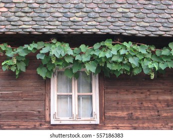 Window with vine