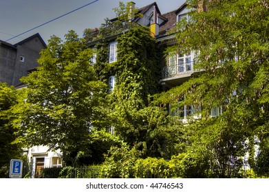 window with vines