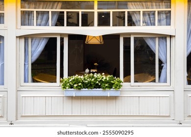 A window with a white curtain and a potted plant in a window box. The potted plant is full of white flowers - Powered by Shutterstock