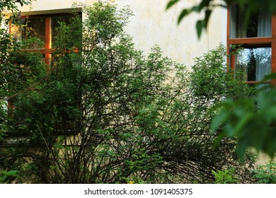 Windows with red frame on facade of old building in a garden between dense thickets of plants covered with fresh spring foliage.