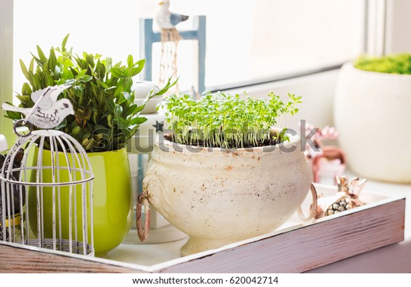 Windowsill Decor Greenery Pot Home Ecoration Stock Photo Edit Now