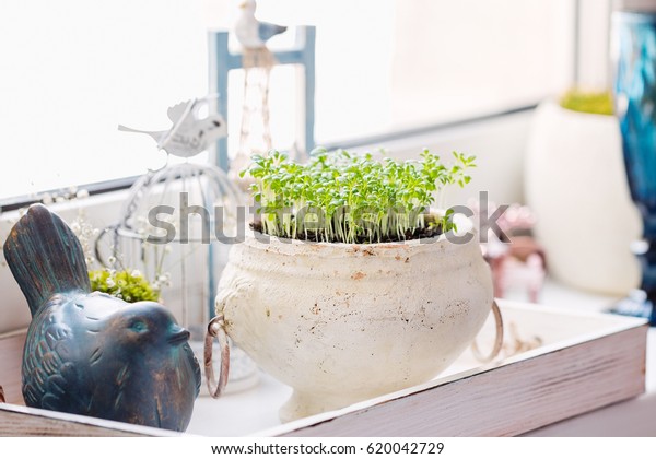 Windowsill Decor Greenery Pot Home Ecoration Stock Photo Edit Now