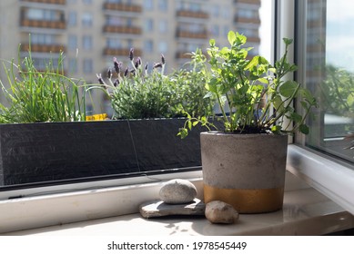 Windowsill garden. City garden, home-grown food, healthy, herbs, lavender, mint, chive. Stones for decoration. Concrete flower pot with golden accent. Blooming lavender for bees. 