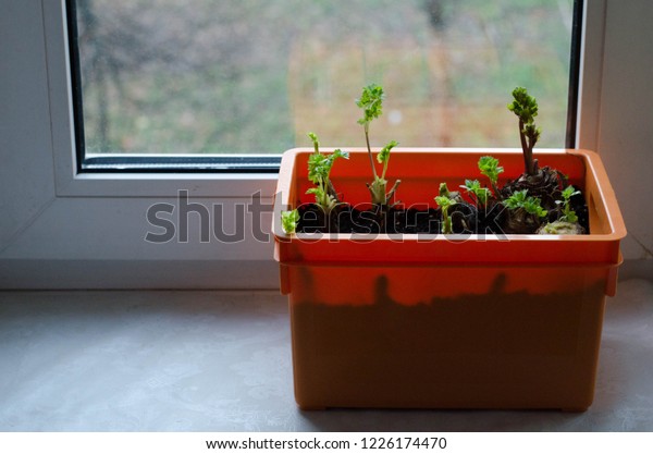 Windowsill Garden Planting Parsley Celery On Stock Photo Edit Now