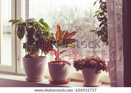  windowsill with house plants. beautiful plants. Plants in pots in a bright window.potted plants. Decor.