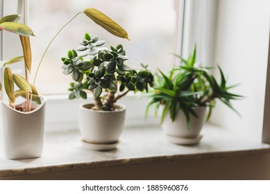 
windowsill with pot plants, jade plant and aloe vera 