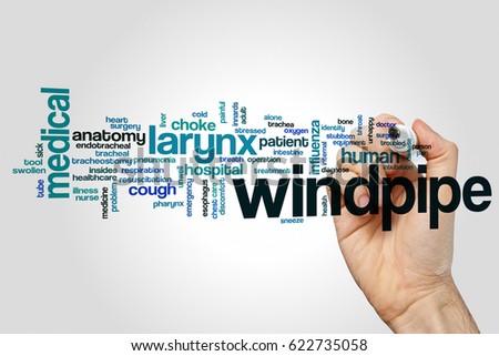 Windpipe word cloud concept on grey background