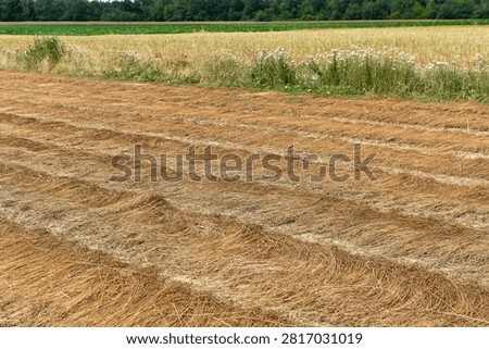 Windrows of harvested rapeseed dry in rows across an agricultural field in France. The swathed canola crop lies ready for collection under a summer sky.