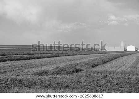              Windrows Pointed Towards the Farm                  