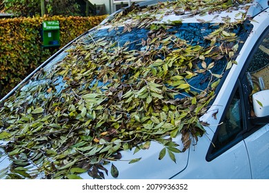 Windscreen Of A Car Covered In Fallen Autumn Leaves
