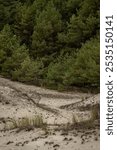 Wind-sculpted Baltic Sea dunes crowned with hardy coastal pines rise against dramatic stormy skies. Beach grass and dune vegetation dot these majestic sandy hills along Poland