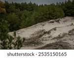 Wind-sculpted Baltic Sea dunes crowned with hardy coastal pines rise against dramatic stormy skies. Beach grass and dune vegetation dot these majestic sandy hills along Poland