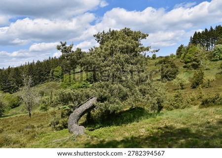 A wind-shaped pine bends low over heather and bilberry, adapted to thin volcanic soils and exposed conditions on the Eifel uplands.