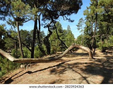 Wind-shaped trees of maritime pine in the Parc des Pins of Le Touquet-Paris-Plage, France, or pins tortueux