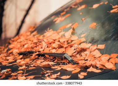windshield covered with fallen leafs