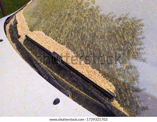 Windshield and\
wiper blades of a car, parked under an olive tree, covered with\
yellow pollen and tiny fallen flowers.\
