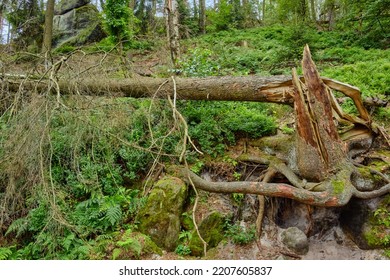 Windstorm Damage, Broken Down Tree After A Storm, Near Lilienstein Mountain, Saxon Switzerland National Park, Saxony, Germany, Europe.