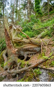 Windstorm Damage, Broken Down Tree After A Storm, Near Lilienstein Mountain, Saxon Switzerland National Park, Saxony, Germany, Europe.