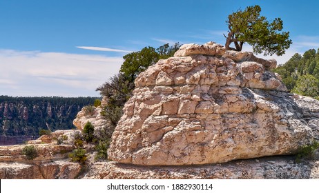 Windswept Big Sagebrush At Bright Angel Trail, Grand Canyon