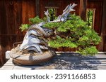 Windswept bonsai tree twisted into horizontal shape, on table, wooden fence with windows background
