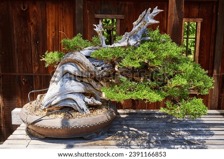 Windswept bonsai tree twisted into horizontal shape, on table, wooden fence with windows background