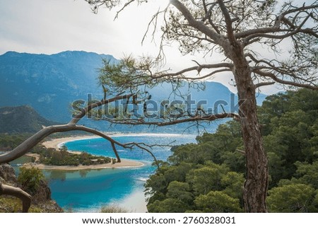 A windswept coastal pine tree with pine cones and sparse needles arches dramatically across the frame, with sun flare bursting through its branches above the Oludeniz Blue Lagoon crescent sand spit and vivid turquoise bay below, backed by Babadag mountain under a bright blue partially cloudy sky.