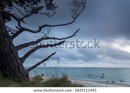 Windswept coastal tree on a sandy shore beside a calm sea under dark cloudy sky, creating a moody and peaceful seaside landscape at dusk.
