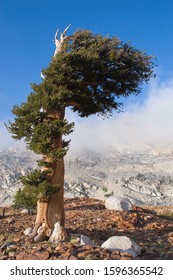 Windswept Foxtail Pine In Sequoia National Park